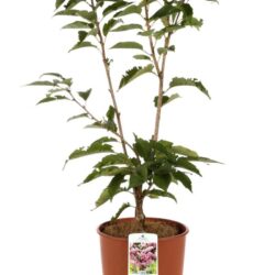 prunus serrulata kanzan ciliegio da fiore 1