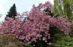 prunus serrulata kanzan ciliegio da fiore