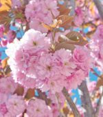 prunus serrulata kanzan ciliegio da fiore 2