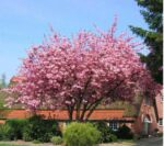 prunus serrulata kanzan foto