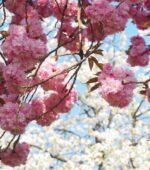 prunus serrulata subhirtella accolade ciliegio da fiore 1