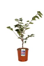 prunus serrulata subhirtella accolade ciliegio da fiore