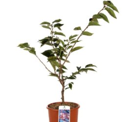 prunus serrulata subhirtella accolade ciliegio da fiore