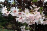 prunus subhirtella autumnalis ciliegio da fiore 1