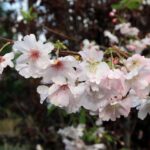 prunus subhirtella autumnalis ciliegio da fiore 1