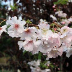 prunus subhirtella autumnalis ciliegio da fiore 1