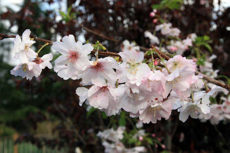 prunus subhirtella autumnalis ciliegio da fiore 1 prunus subhirtella autumnalis ciliegio da fiore 1