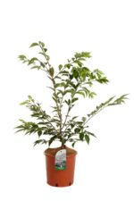 prunus subhirtella autumnalis ciliegio da fiore