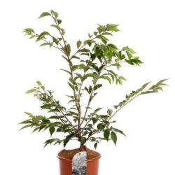 prunus subhirtella autumnalis ciliegio da fiore