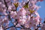 prunus subhirtella autumnalis rosea ciliegio da fiore 1