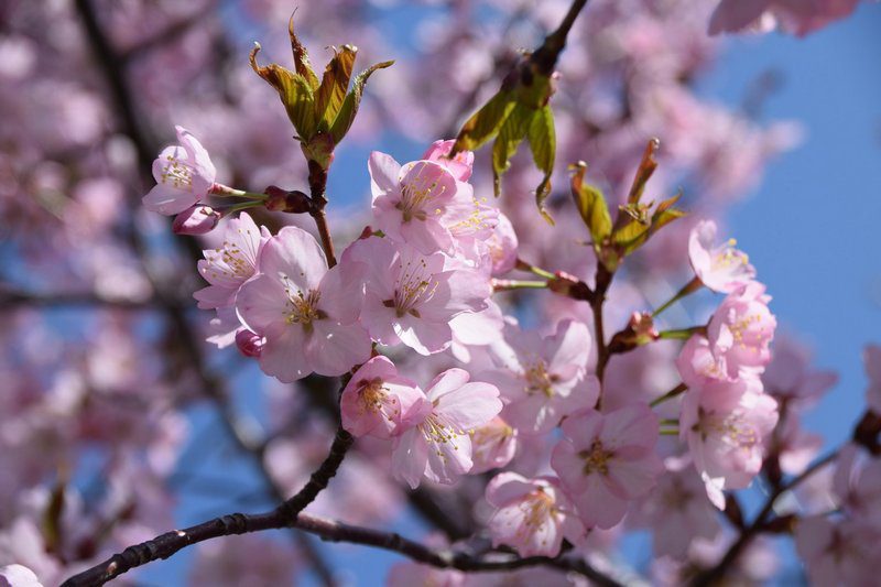 prunus subhirtella autumnalis rosea ciliegio da fiore 1 prunus subhirtella autumnalis rosea ciliegio da fiore 1