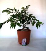 prunus subhirtella autumnalis rosea ciliegio da fiore