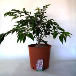 prunus subhirtella autumnalis rosea ciliegio da fiore