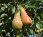 pyrus communis abate fetel pero 1