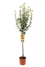 pyrus communis abate fetel pero
