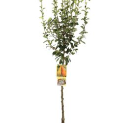 pyrus communis abate fetel pero