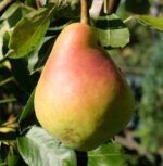 pyrus communis bella di giugno pero 1