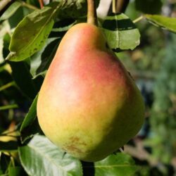 pyrus communis bella di giugno pero 1