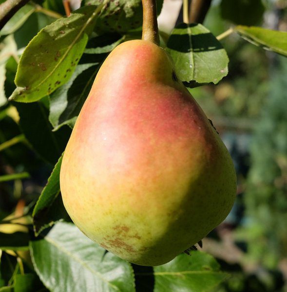 pyrus communis bella di giugno pero 1 pyrus communis bella di giugno pero 1