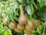 pyrus communis conference pero 1