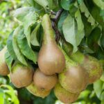 pyrus communis conference pero 1