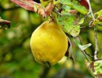 pyrus communis cotogno pero 1