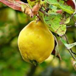 pyrus communis cotogno pero 1