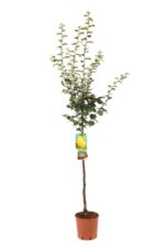 pyrus communis cotogno pero