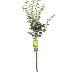pyrus communis cotogno pero