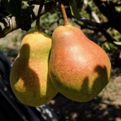 pyrus communis decana pero 1