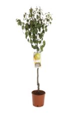 pyrus communis decana pero