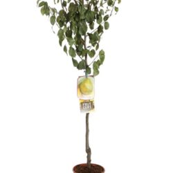 pyrus communis decana pero