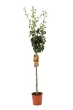 pyrus communis kaiser pero