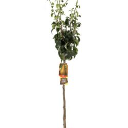 pyrus communis kaiser pero
