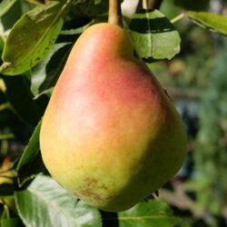 pyrus communis martinsecco pero