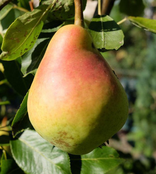 pyrus communis martinsecco pero pyrus communis martinsecco pero