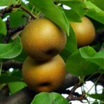 pyrus communis nashi hosui pero 1