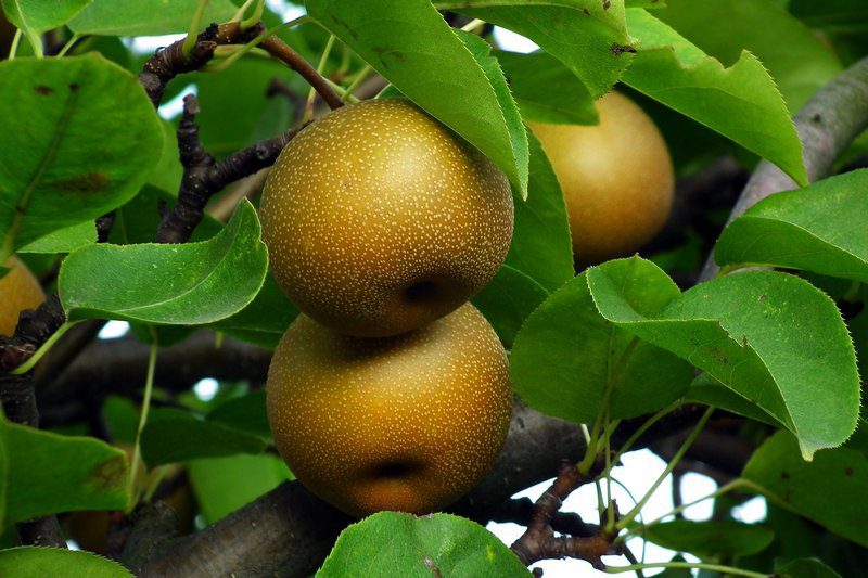 pyrus communis nashi hosui pero 1 pyrus communis nashi hosui pero 1