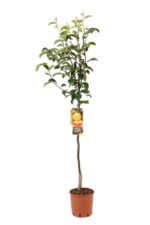 pyrus communis nashi hosui pero