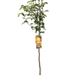 pyrus communis nashi hosui pero