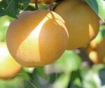 pyrus communis nashi shinseiki pero 1