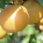 pyrus communis nashi shinseiki pero 1