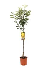 pyrus communis nashi shinseiki pero