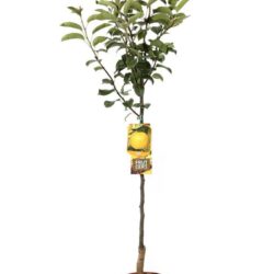 pyrus communis nashi shinseiki pero