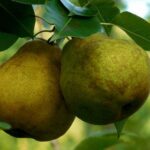 pyrus communis passacrassana pero 1