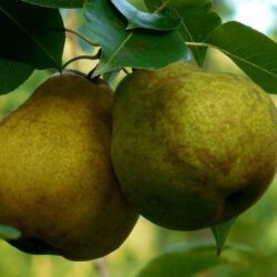 pyrus communis passacrassana pero 1