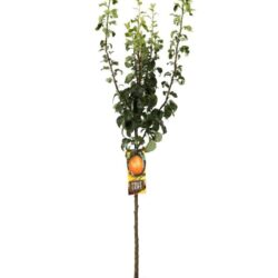 pyrus communis passacrassana pero