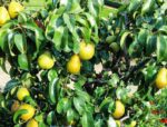 pyrus communis portamento basso pero 1