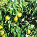 pyrus communis portamento basso pero 1