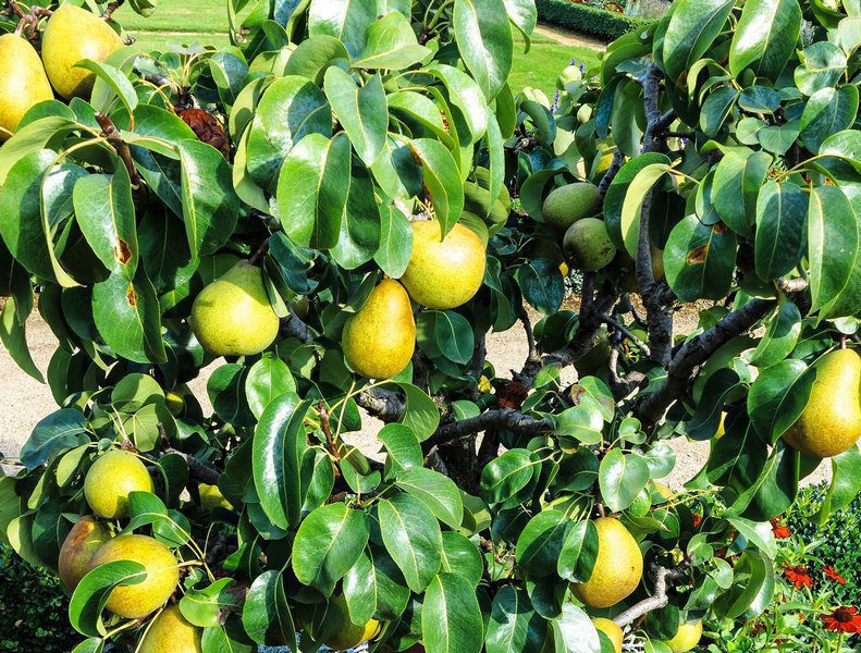 pyrus communis portamento basso pero 1 pyrus communis portamento basso pero 1